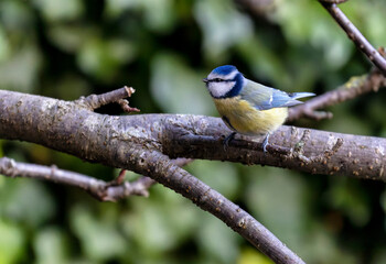 Eurasian Blue tit perched on tree branch in garden. Colorful bird with blue and yellow feathers....