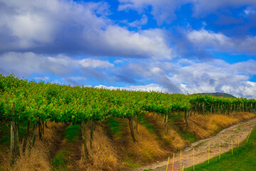 Fototapeta na wymiar Young vineyard plantation on a sunny day, basque country spain. Way of Saint James, El Camino de Santiago