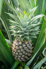 Fototapeta premium THAILAND PRACHUAP HUA HIN PINEAPPLE PLANTATION