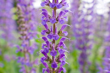 Naklejka premium Close up of lavender flowers in full bloom on a warm sunny day in a garden