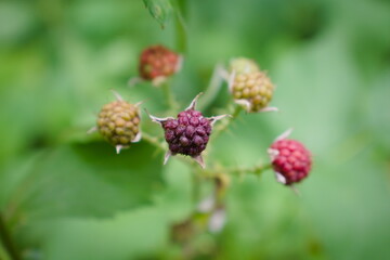 Close of a cluster of ripe, multicolored, wild raspberries in the forest