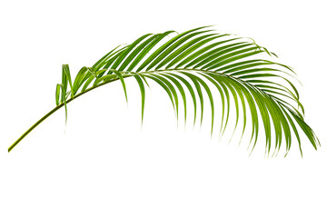 Green leaf of palm tree on transparent background - obrazy, fototapety, plakaty
