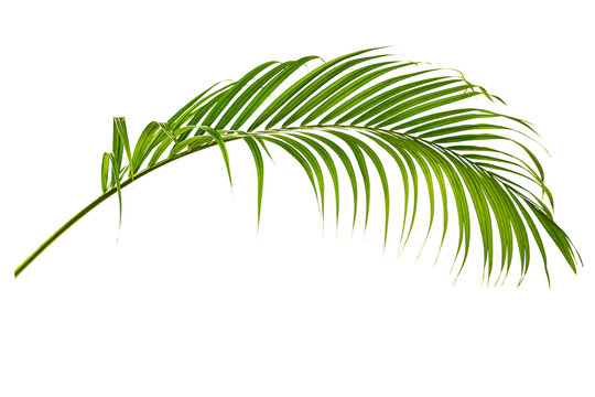 Green leaf of palm tree on transparent background
