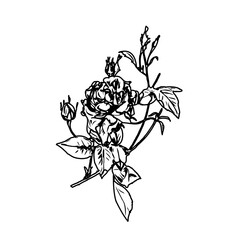 Black and white sketch of a rose with transparent background