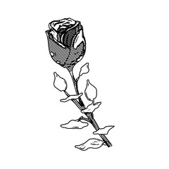 Black and white sketch of a rose with transparent background