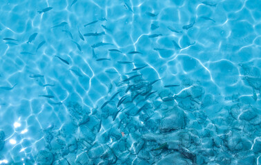 Water background, turquoise shallow sea water. Beautiful texture of sun glare on the water.