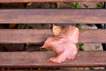 Autumn leaf on wooden planks of a bench