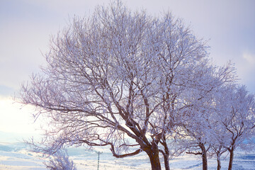 Fototapeta na wymiar snow covered tree and mountain landscape