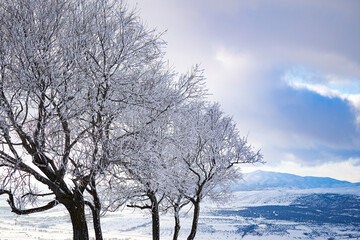 snow covered tree and mountain landscape