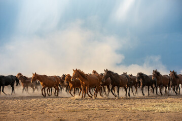 herd of horses on the pasture
