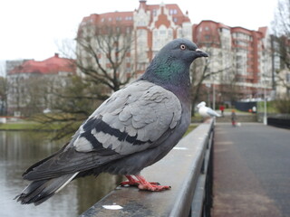 pigeon on the bridge in kaliningrad, russia