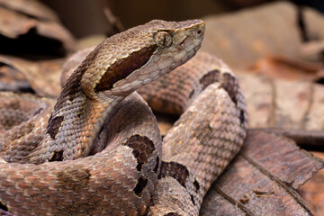 Bothrops viper snake