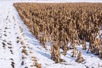 Cornfield with cornstalks and ears of corn covered in snow. Early winter snowstorm stopped the late crop harvest in Romania.  - 571328178