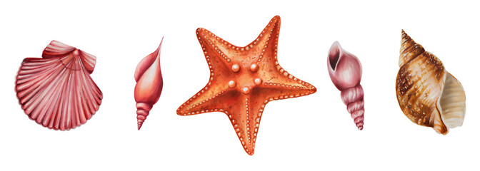 Watercolor set with starfish and shiny shells. Hand painting clipart underwater life objects on a white isolated background. For designers, decoration, postcards, wrapping paper, scrapbooking, covers