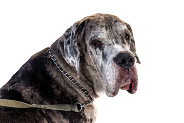 Great Dane harlequin portrait on white background closeup. Dog