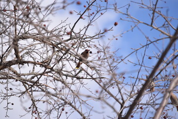 Flock of Cedar Waxwing