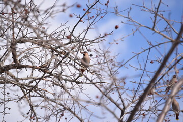 Flock of Cedar Waxwing