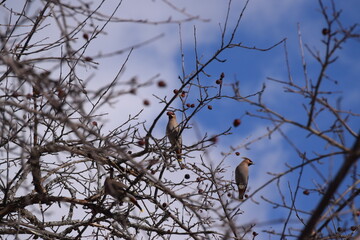 Flock of Cedar Waxwing