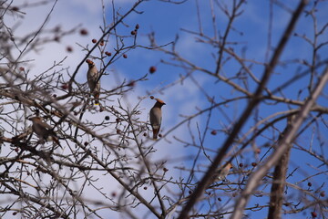 Flock of Cedar Waxwing