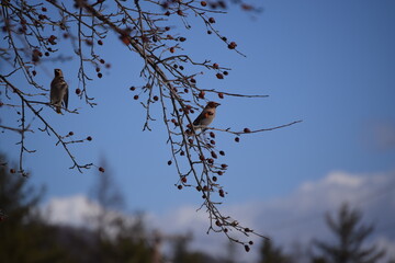 Flock of Cedar Waxwing