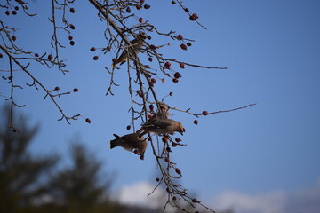 Flock of Cedar Waxwing