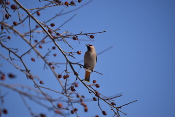 Flock of Cedar Waxwing