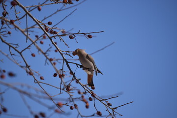 Flock of Cedar Waxwing