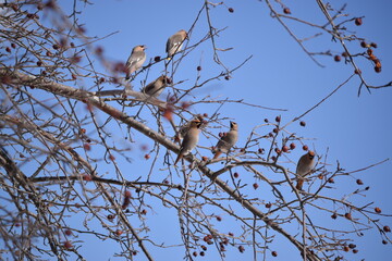 Flock of Cedar Waxwing