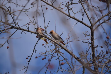 Flock of Cedar Waxwing