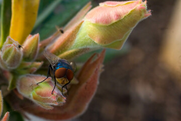 Chrysomya megacephala, fly