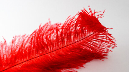 close-up of a red dyed Ostrich feather with flowing tips.