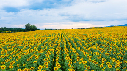 Aerial view of sunflower field at sunset.