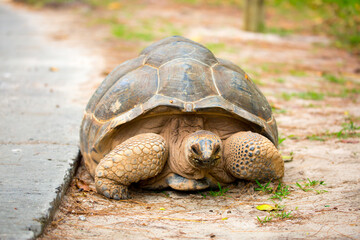 Gigantic Turtles in Seychelles, Rare Endemic Species, Giant Turtle, Aldabra Island, Population, Gigantic Turtles in Seychelles, Rare Endemic Species, Giant Turtle, Aldabra Island.
