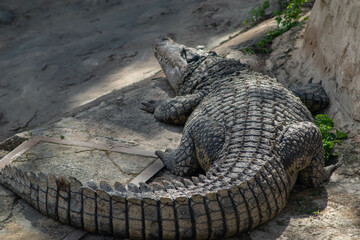 Huge Adult Nil Crocodile, Crocodylus niloticus, six meters in length, rear view