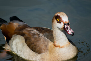 Egyptian Goose afloat on lake water, Alopochen aegyptiaca