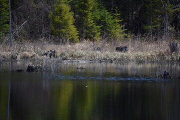 Beaver Pond