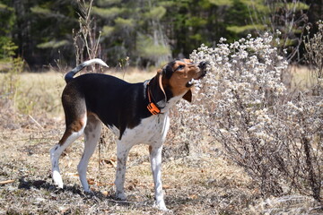 Treeing Walker Coonhound