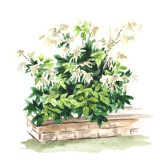 Garden Decorative shrub, Landscape design. Hand drawn watercolor illustration isolated on white background