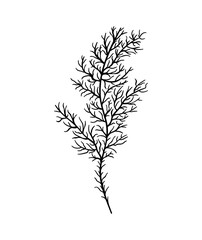 Twig. Graphic illustration of a plant for design, cosmetics, textiles, wallpapers. Vector.