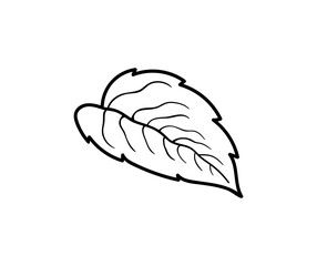 Mint. Graphic illustration of a plant for design, cosmetics, textiles, wallpapers.