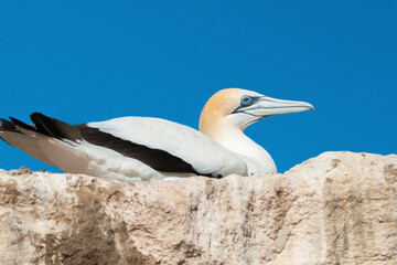 Adult Australasian gannet (Morus serrator) resting on a rock