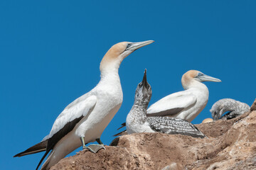 Chicks and adults in an Australasian gannet (Morus serrator) colony