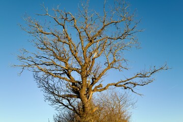 Fototapeta na wymiar oak tree against sky