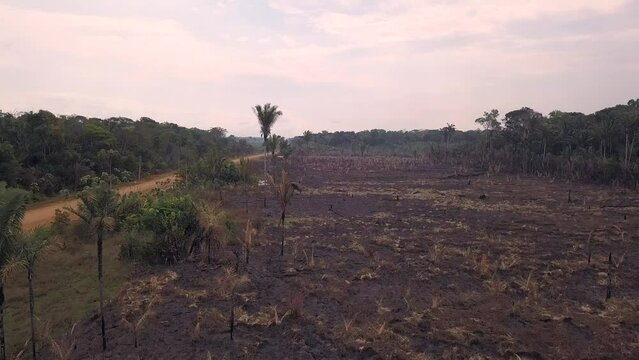 Drone aerial view of deforestation in the Amazon rainforest to open land for livestock and agriculture on the BR-230 Transamazonica road. Forest trees environment burned to make cattle pasture.
