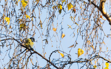 Eurasian Blue tit perched in branch of Willow tree, its feathers color blending with yellow Spring foliage in golden light. Blue sky background. Dublin, Ireland