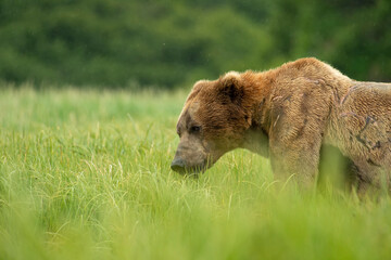 Naklejka na ściany i meble Grizzly bear (Ursus arctos horribilis) feeding in coastal meadow in Katmai NP; Alaska