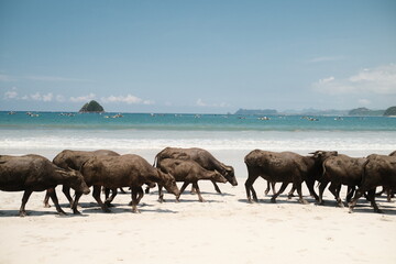 Water buffalo on the beach in Lombok, Indonesia
