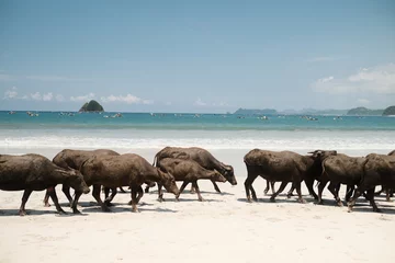 Stickers pour porte Buffle Water buffalo on the beach in Lombok, Indonesia