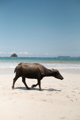 Obraz premium Water buffalo on the beach in Lombok, Indonesia