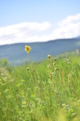 Yellow Indian Paintbrush Hawkweed Flower